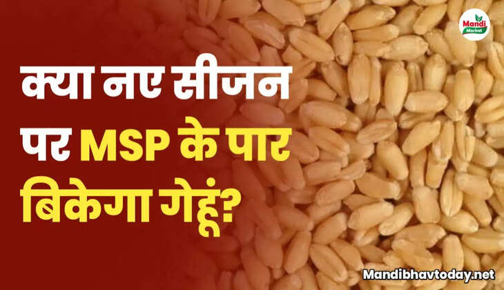 gehu teji mandi report