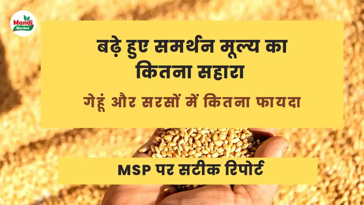 MSP