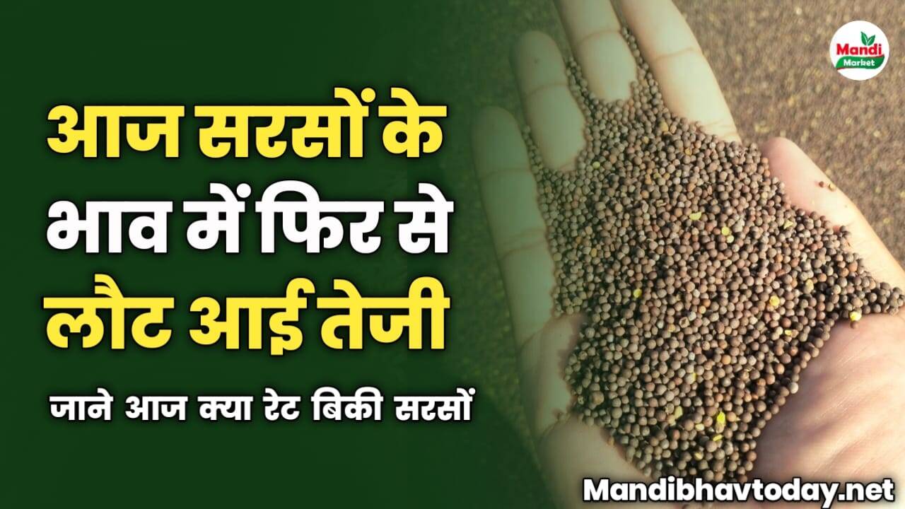 सरसों में लौटी रिकवरी | जाने आज क्या रेट बिकी सरसों