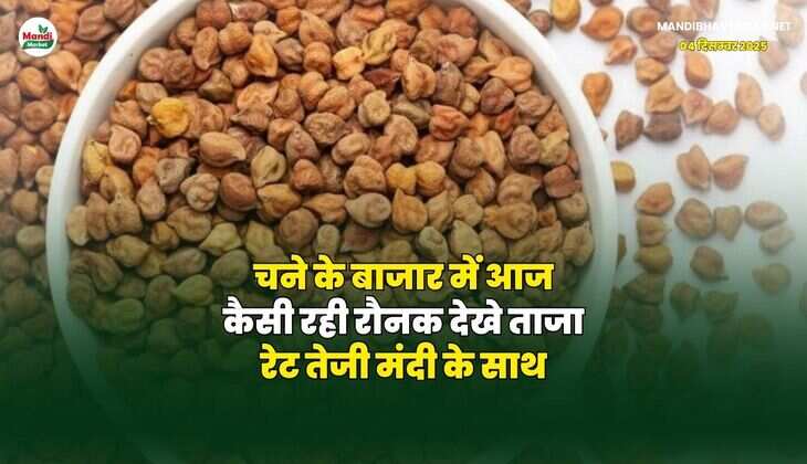 चने के बाजार में आज कैसी रही रौनक | देखे ताजा रेट तेजी मंदी के साथ
