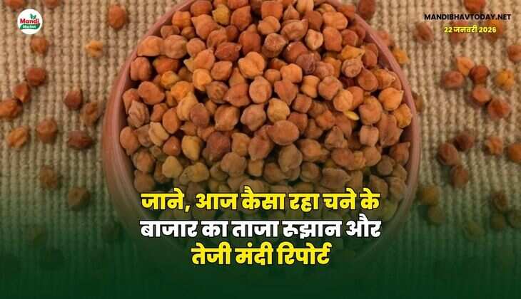 जाने, आज कैसा रहा चने के बाजार का ताजा रूझान और तेजी मंदी रिपोर्ट