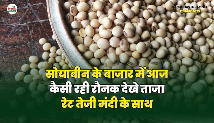 सोयाबीन के बाजार में आज कैसी रही रौनक | देखे ताजा रेट तेजी मंदी के साथ