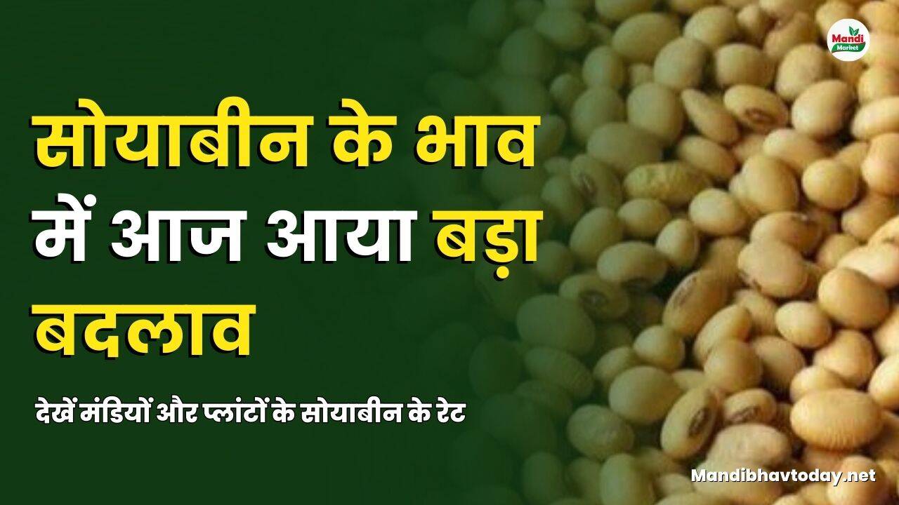 सोयाबीन