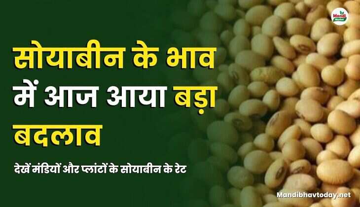 सोयाबीन 