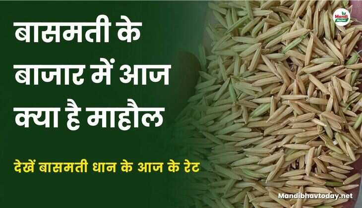 बासमती के बाजार में आज क्या है माहौल | देखें बासमती धान के आज के रेट