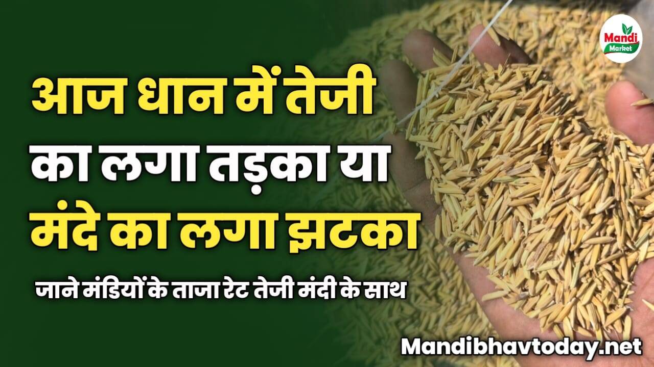 आज धान में तेजी का लगा तड़का या मंदे का लगा झटका | जाने मंडियों के ताजा रेट तेजी मंदी के साथ