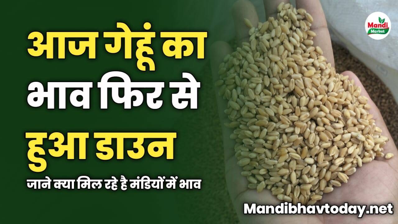 आज गेहूं का भाव फिर से हुआ डाउन | जाने क्या मिल रहे है मंडियों में भाव