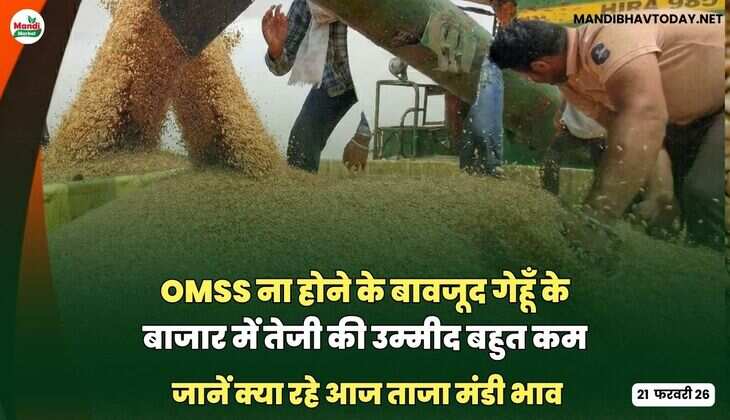 OMSS ना होने के बावजूद गेहूँ के बाजार में तेजी की उम्मीद बहुत कम |  जानें क्या रहे आज ताजा मंडी भाव 