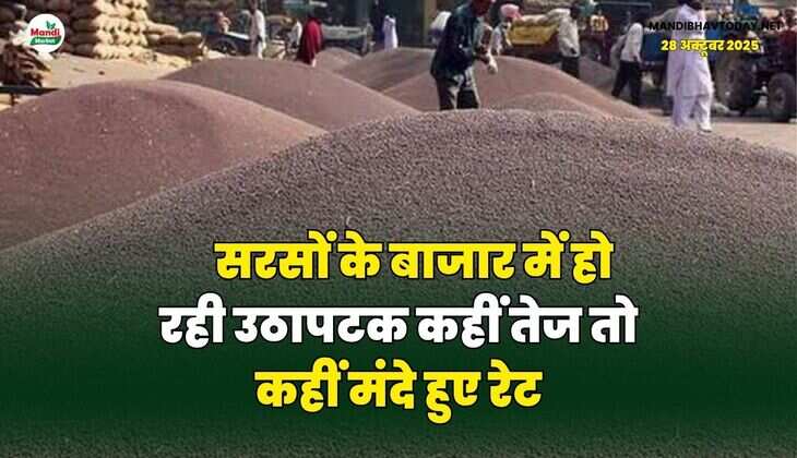 सरसों के बाजार में हो रही उठापटक | कहीं तेज तो कहीं मंदे हुए रेट