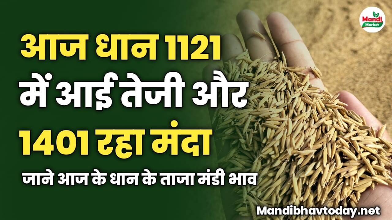 आज धान 1121 में आई तेजी और 1401 रहा मंदा | जाने आज के धान के ताजा मंडी भाव