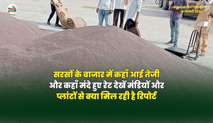 सरसों के बाजार में कहाँ आई तेजी और कहाँ मंदे हुए रेट | देखें मंडियों और प्लांटों से क्या मिल रही है रिपोर्ट