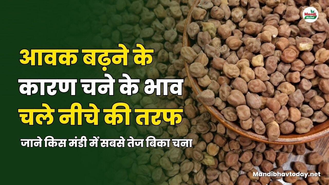 आवक बढ़ने के कारण चने के भाव चले नीचे की तरफ | जाने किस मंडी में सबसे तेज बिका चना