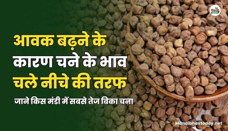 आवक बढ़ने के कारण चने के भाव चले नीचे की तरफ | जाने किस मंडी में सबसे तेज बिका चना