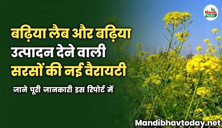 बढ़िया लैब और बढ़िया उत्पादन देने वाली सरसों की वैरायटी के बारे जाने | सिर्फ इस रिपोर्ट में 