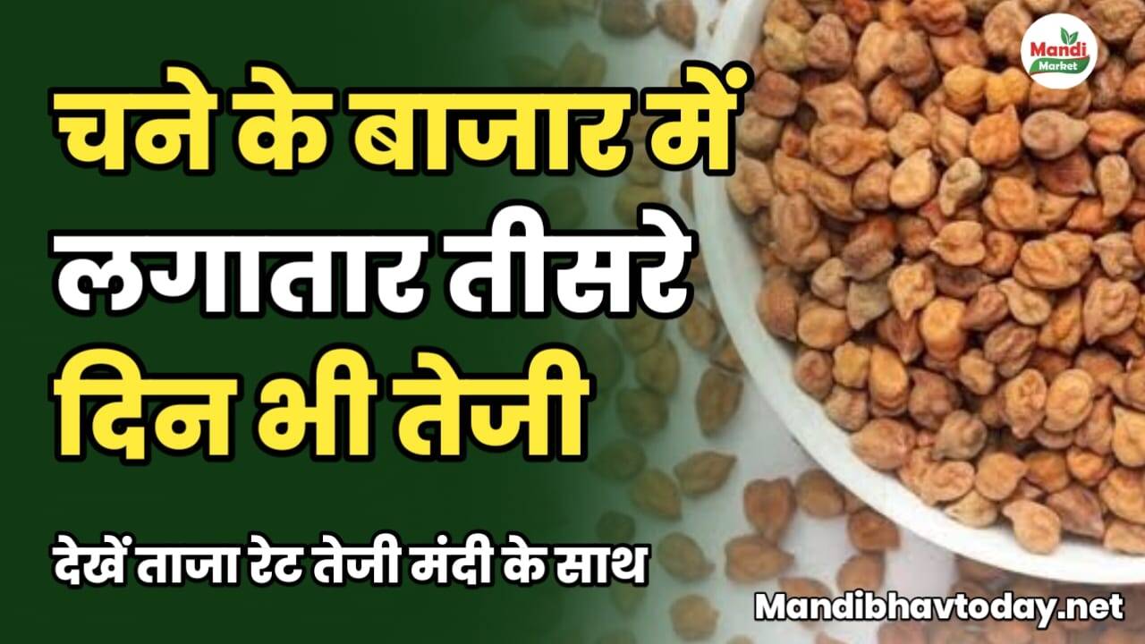 चने के बाजार में लगातार तीसरे दिन भी तेजी | देखें ताजा रेट तेजी मंदी के साथ chane ke taja mandi bhav 10 february 2025