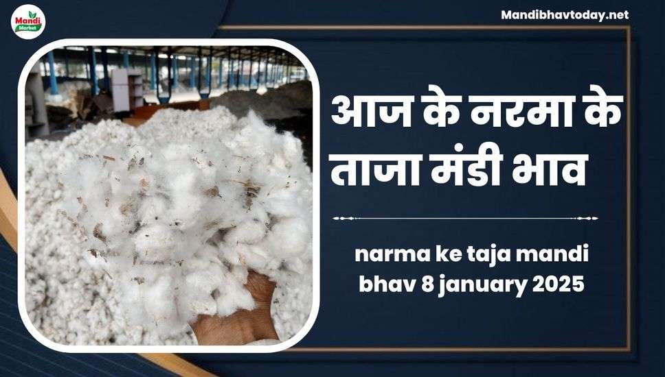 narma ke taja mandi bhav 8 january 2025