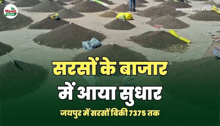 सरसों के बाजार में आया सुधार | जयपुर में सरसों बिकी 7375 तक