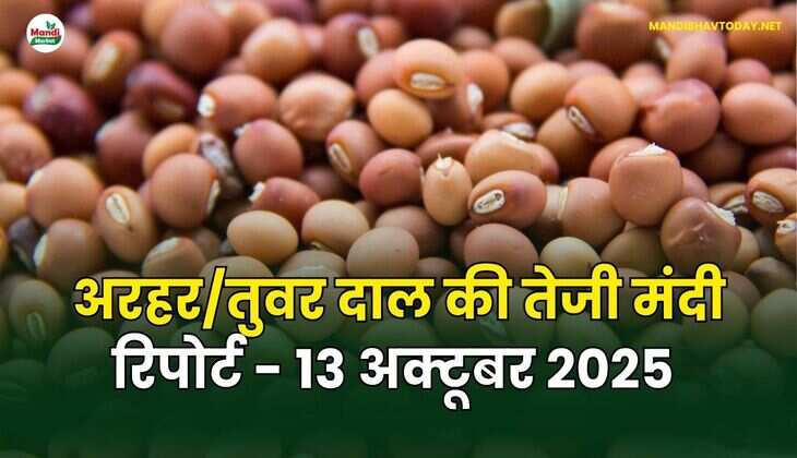 अरहर /तुवर  दाल की तेजी मंदी रिपोर्ट - 13 अक्टूबर 2025