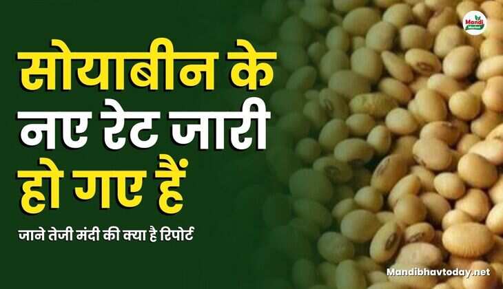 सोयाबीन के नए रेट जारी हो गए हैं | जाने तेजी मंदी की क्या है रिपोर्ट