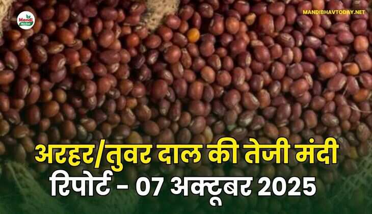  अरहर /तुवर  दाल की तेजी मंदी रिपोर्ट - 07 अक्टूबर 2025