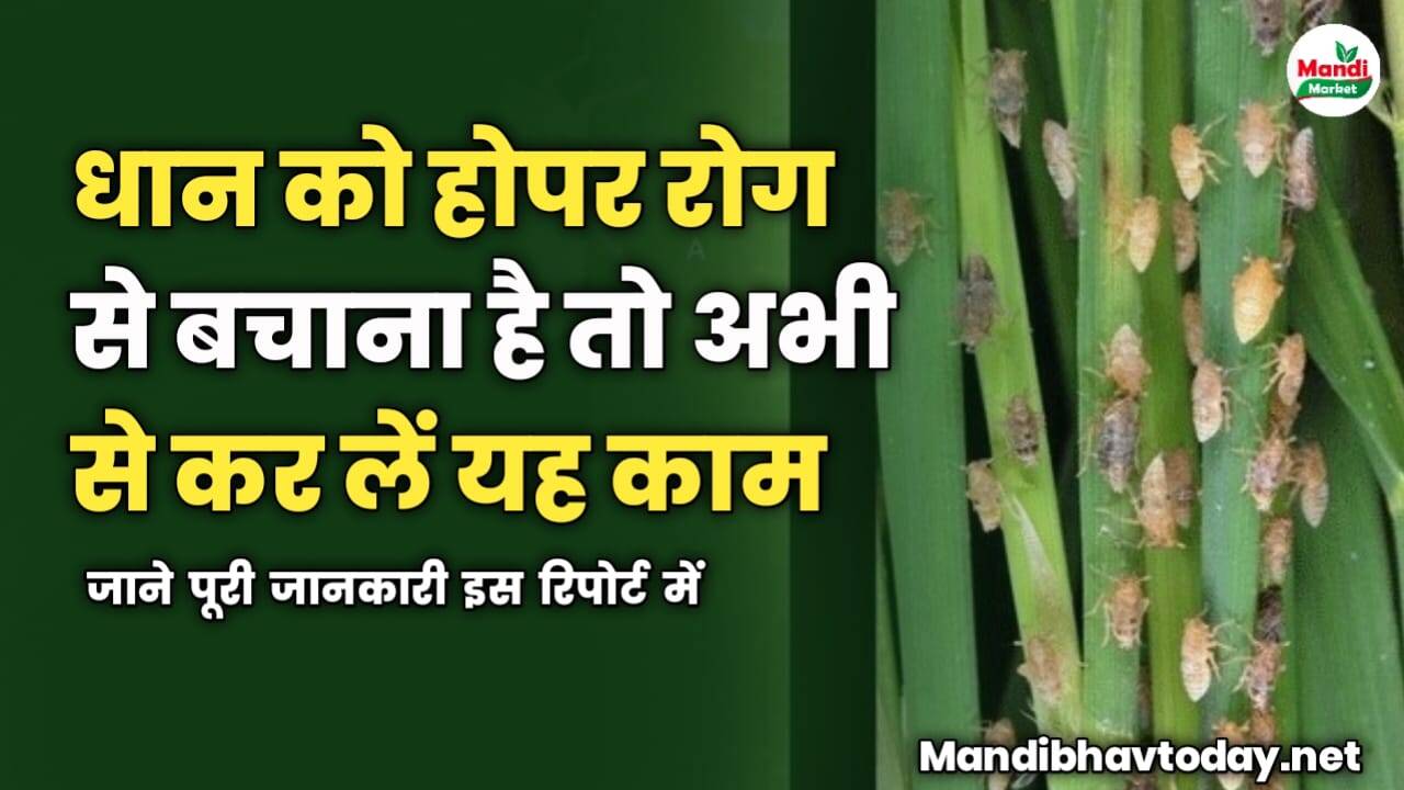 धान को होपर रोग से बचाना है तो अभी से कर लें यह काम | जाने पूरी जानकारी इस रिपोर्ट में