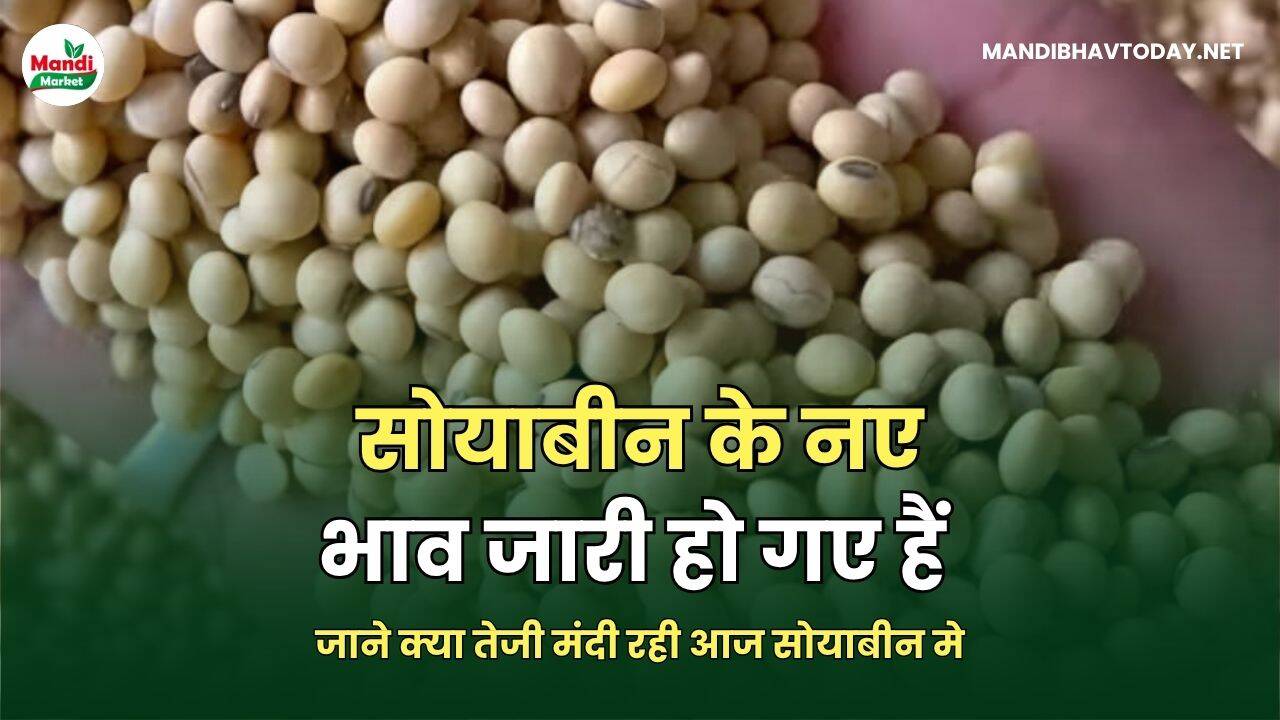 जाने क्या तेजी मंदी रही आज सोयाबीन मे