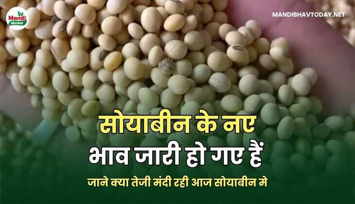 जाने क्या तेजी मंदी रही आज सोयाबीन मे