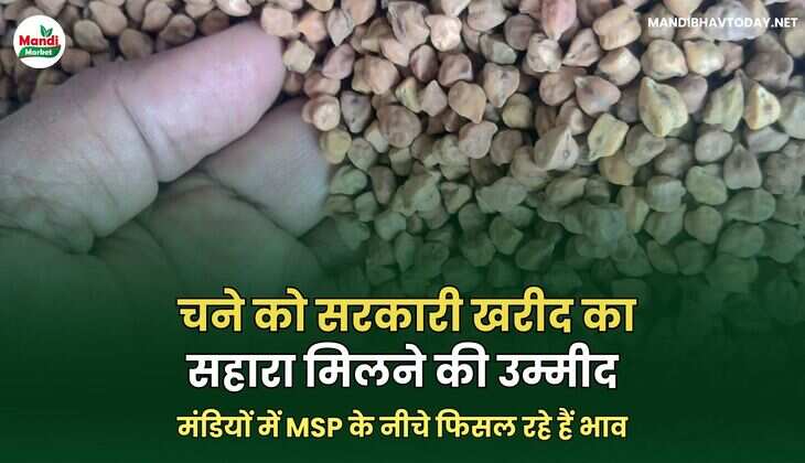  चने को सरकारी खरीद का सहारा मिलने की उम्मीद, मंडियों में MSP के नीचे फिसल रहे हैं भाव