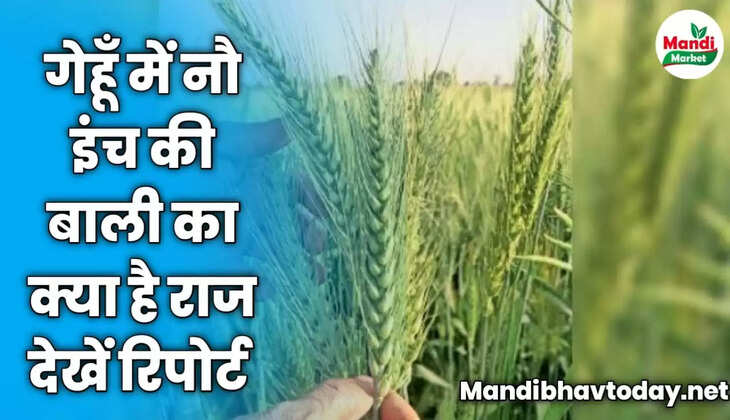गेहूँ में नौ इंच की बाली का क्या है राज | देखें रिपोर्ट 