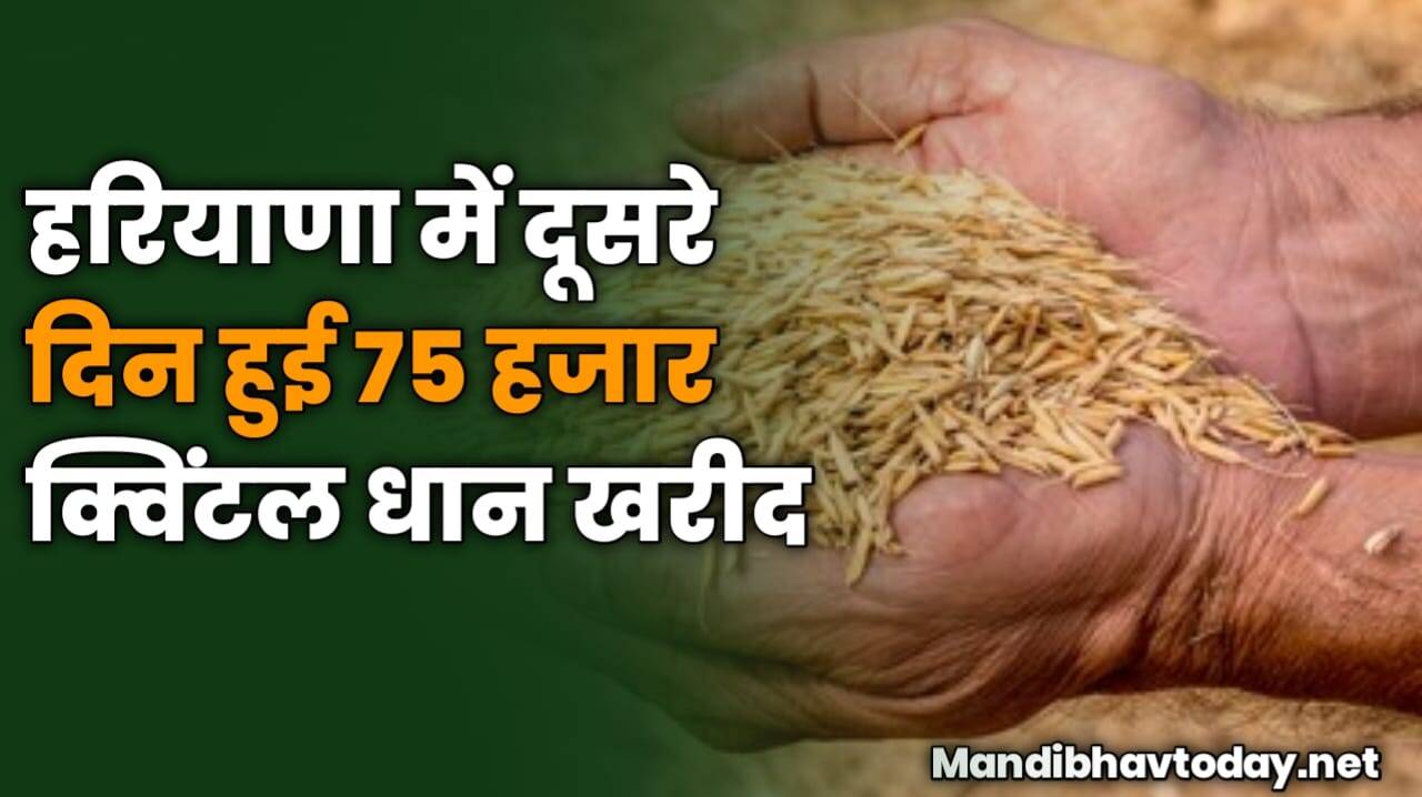 हरियाणा में दूसरे दिन हुई 75 हजार क्विंटल धान खरीद | देखे पूरी जानकारी