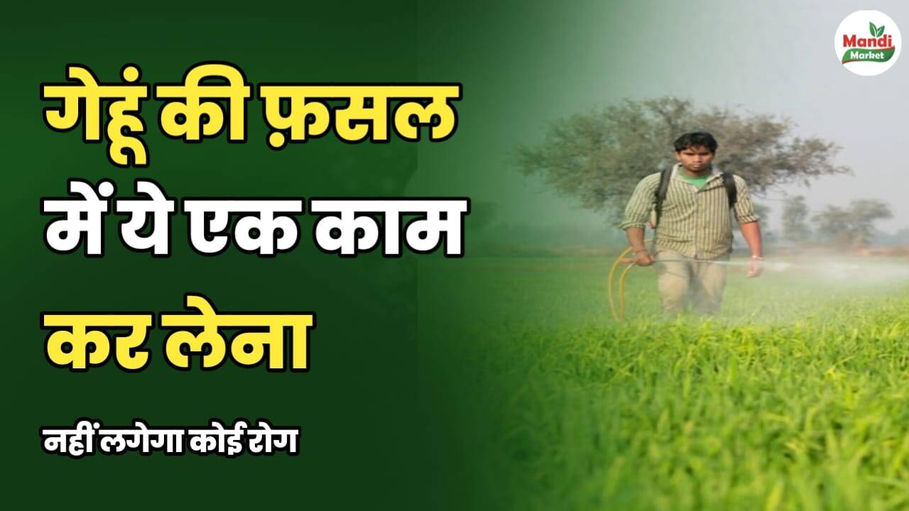 गेहूं की फ़सल में ये एक काम कर लेना नहीं लगेगा कोई रोग