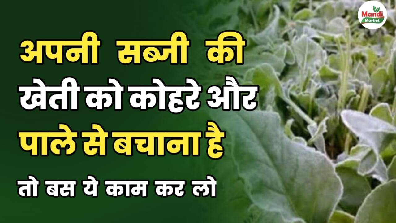 अपनी सब्जी की खेती को कोहरे और पाले से बचाना है तो बस ये काम कर लो