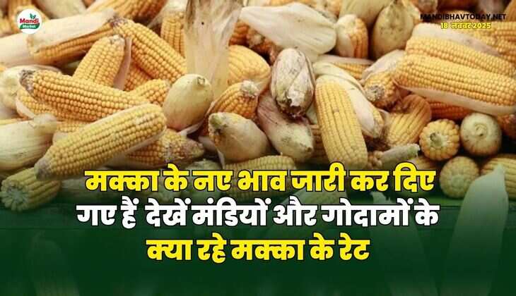 मक्का के नए भाव जारी कर दिए गए हैं | देखें मंडियों और गोदामों के क्या रहे मक्का के रेट