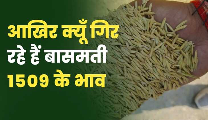 अखिर क्यूं गिर रहे हैं 1509 धान के रेट | कब लगेगा मंदी पर ब्रेक