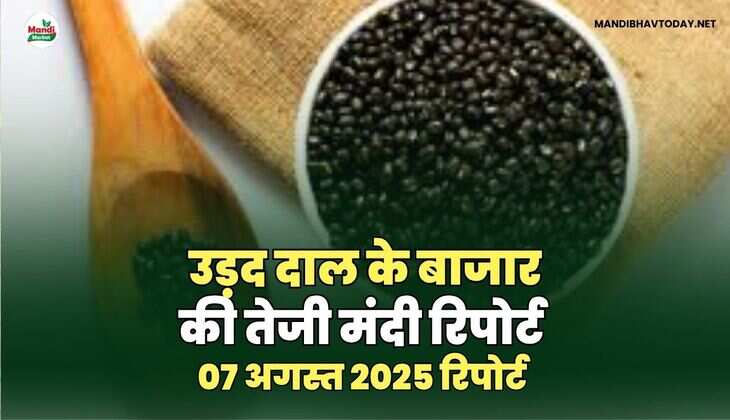 उड़द दाल की तेजी मंदी रिपोर्ट -07  अगस्त  2025