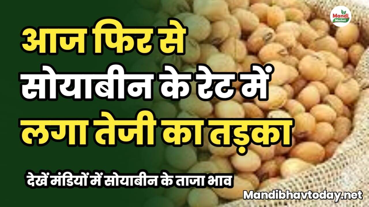 आज फिर से सोयाबीन के रेट में लगा तेजी का तड़का | देखें मंडियों में सोयाबीन के ताजा भाव 