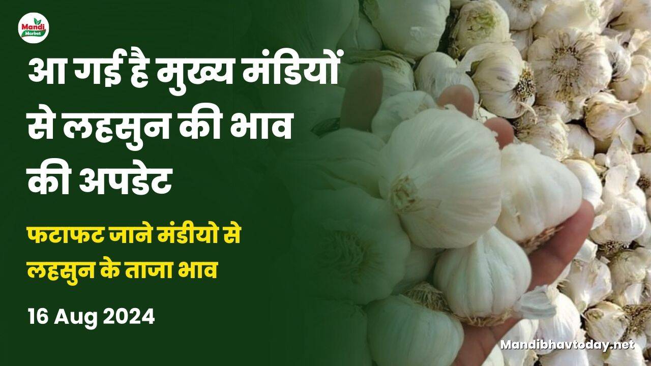 फटाफट जाने मंडीयो से लहसुन के ताजा भाव