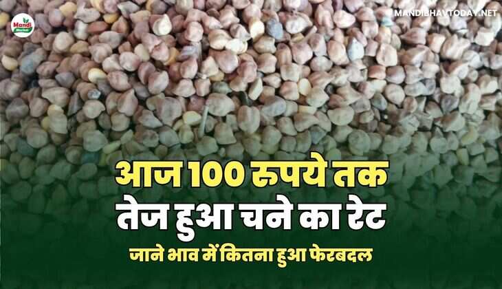 आज 100 रुपये तक तेज हुआ चने का रेट | जाने भाव में कितना हुआ फेरबदल