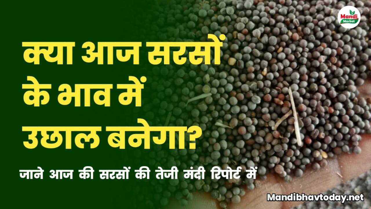 आज सरसों के भाव में बन सकता है सुधार | जाने क्या है इसकी वज़ह | सरसों की तेजी मंदी रिपोर्ट