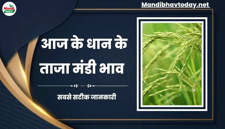देखे आज के धान के ताजा मंडी भाव | dhan ke bhav 12 july 2024