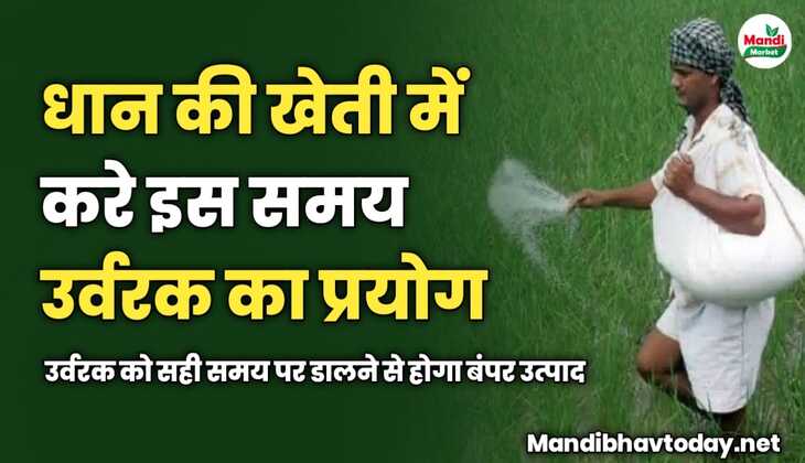 धान की खेती में करे इस समय उर्वरक का प्रयोग | उर्वरक को सही समय पर डालने से होगा बंपर उत्पाद 