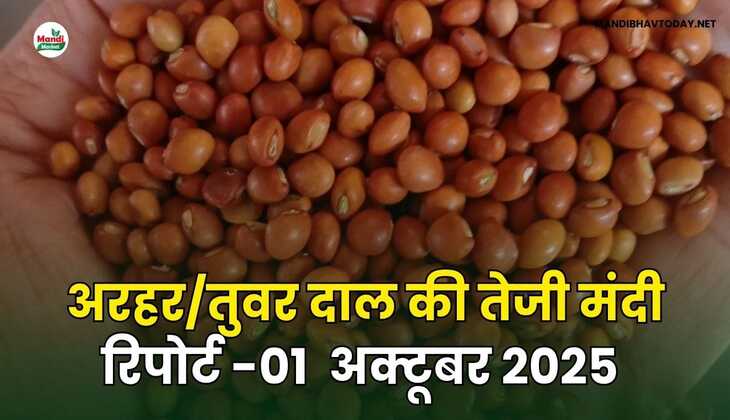  अरहर /तुवर  दाल की तेजी मंदी रिपोर्ट  01 अक्टूबर 2025