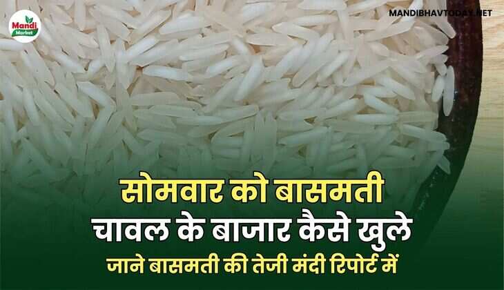 जाने बासमती की तेजी मंदी रिपोर्ट में