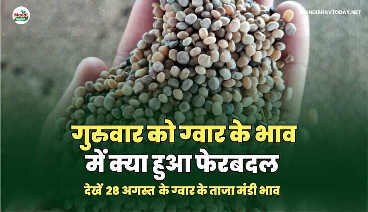 गुरुवार को ग्वार के भाव में क्या हुआ फेरबदल | देखें 28 अगस्त के ग्वार के ताजा मंडी भाव तेजी मंदी के साथ