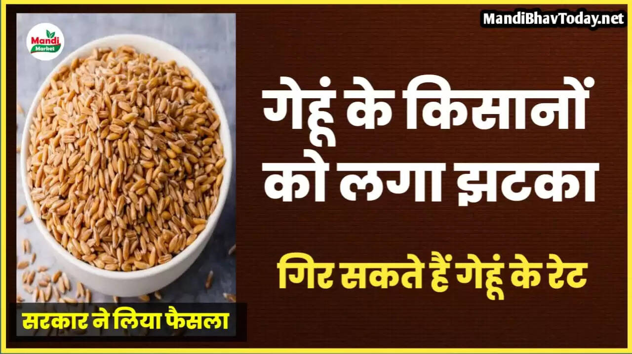 wheat breaking news