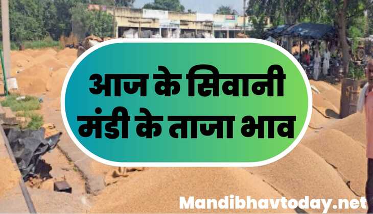 देखे आज के सिवानी मंडी के ताजा भाव। siwani mandi ke taja bhav 10 january 2025