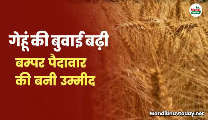 गेहूं का रकबा बढ़ा |  रिकार्ड उत्पादन की उम्मीद | जाने गेहूं के भाव पर इसका असर