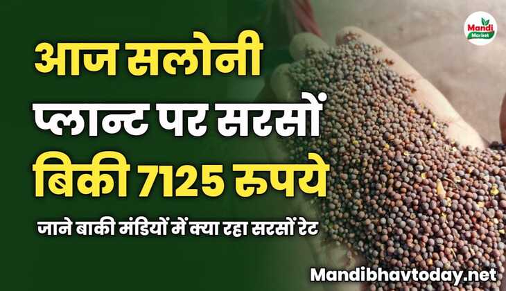 आज सलोनी प्लान्ट पर सरसों बिकी 7125 रुपये | जाने बाकी मंडियों में क्या रहा सरसों रेट