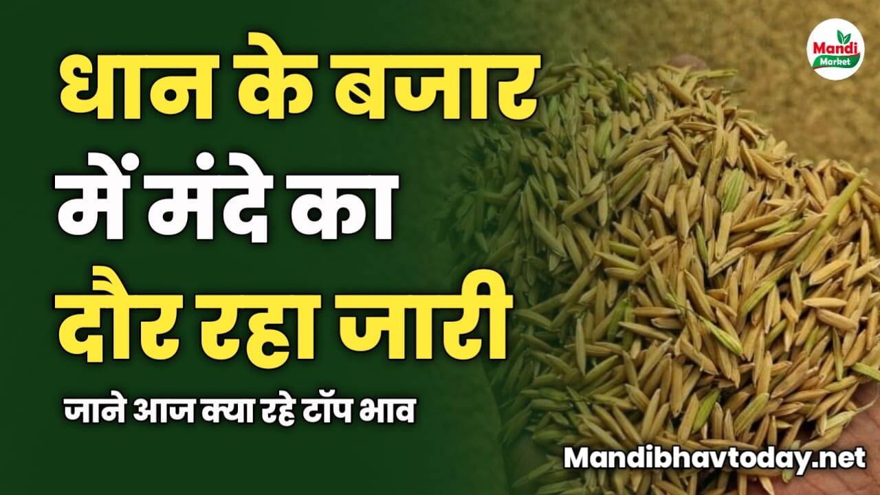 धान के बजार में मंदे का दौर रहा जारी | जाने आज क्या रहे टॉप भाव