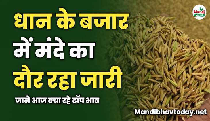 धान के बजार में मंदे का दौर रहा जारी | जाने आज क्या रहे टॉप भाव 